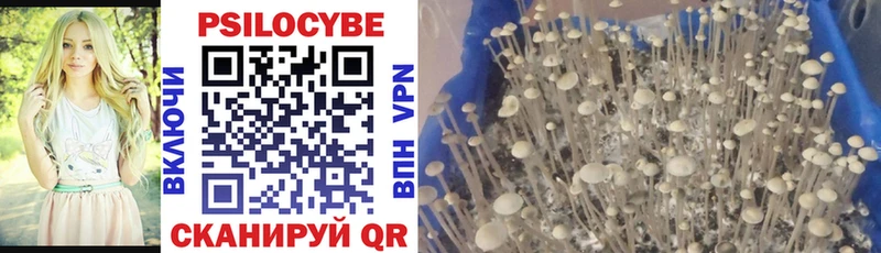 Купить  Севастополь  Галлюциногенные грибы Psilocybine cubensis 